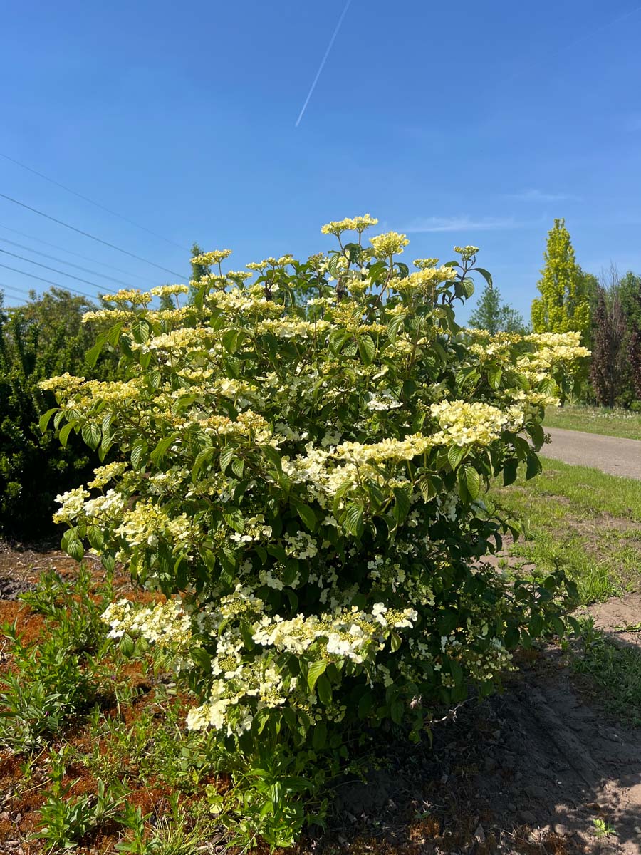 Viburnum plicatum 'Watanabe' meerstammig / struik struik