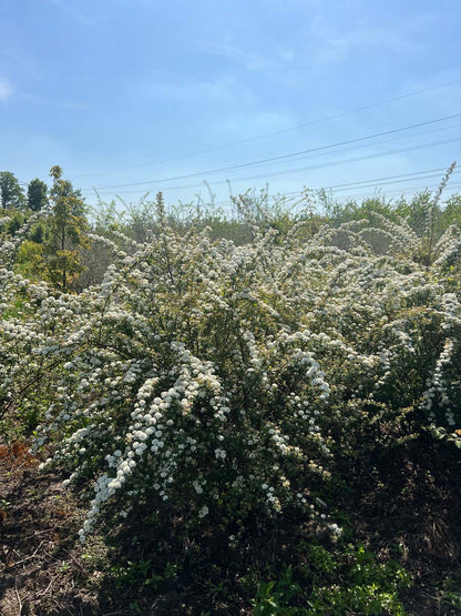 Spiraea vanhouttei meerstammig / struik struik