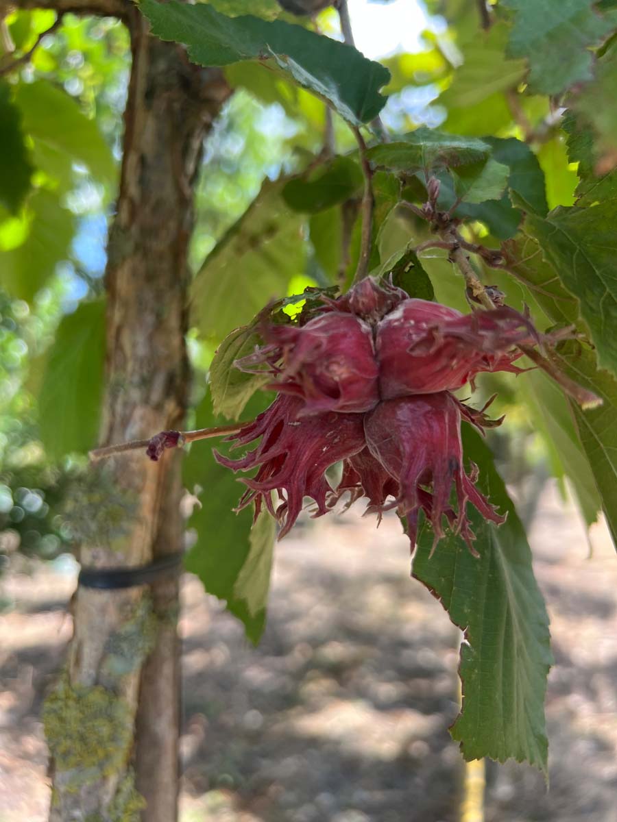 Corylus colurna 'Te-Terra Red' op stam vrucht
