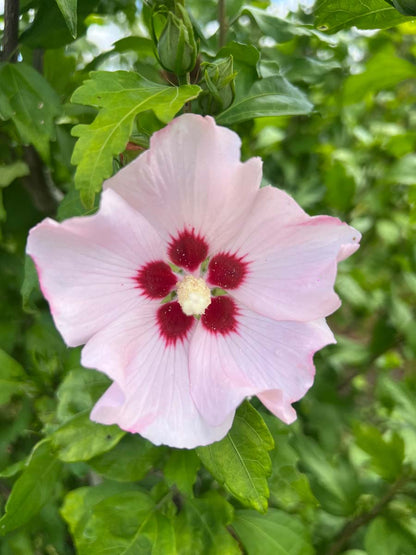 Hibiscus syriacus 'Mathilde' op stam bloem