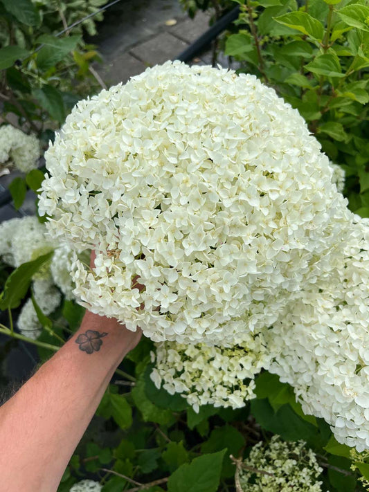 Hydrangea arborescens 'Abetwo' Tuinplanten bloem