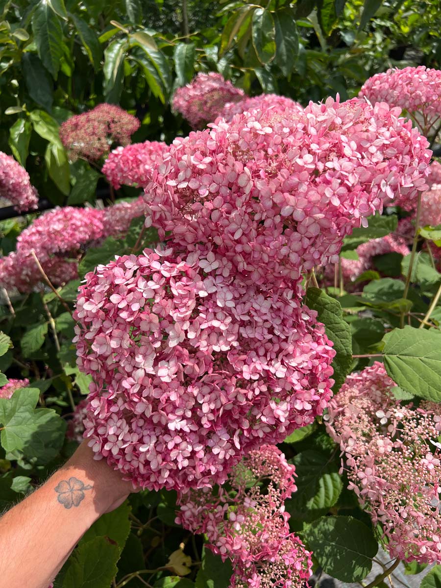 Hydrangea arborescens 'NCHA1' meerstammig / struik bloesem