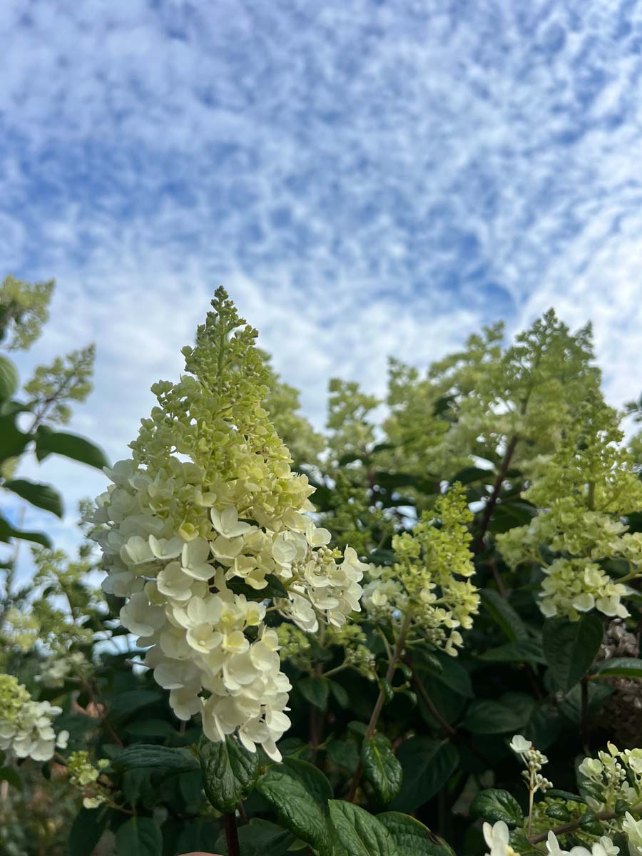 Hydrangea paniculata 'Rensun' op stam bloesem