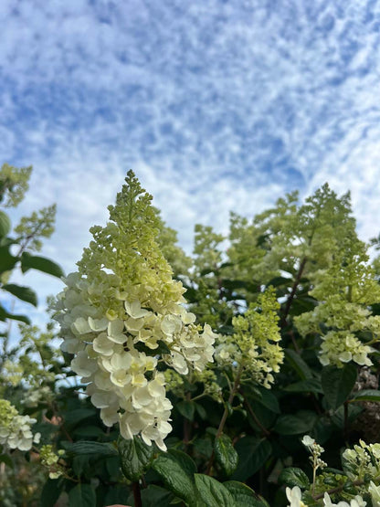 Hydrangea paniculata 'Rensun' Tuinplanten bloesem