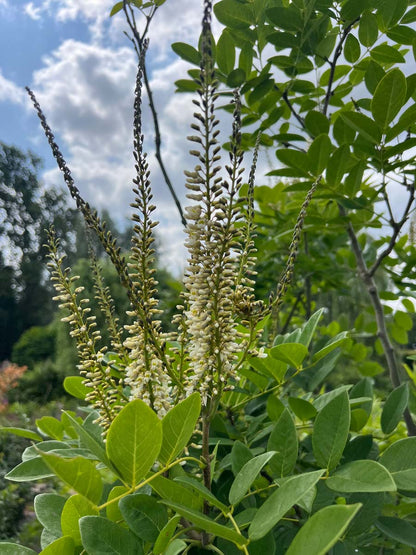 Maackia amurensis Tuinplanten bloesem