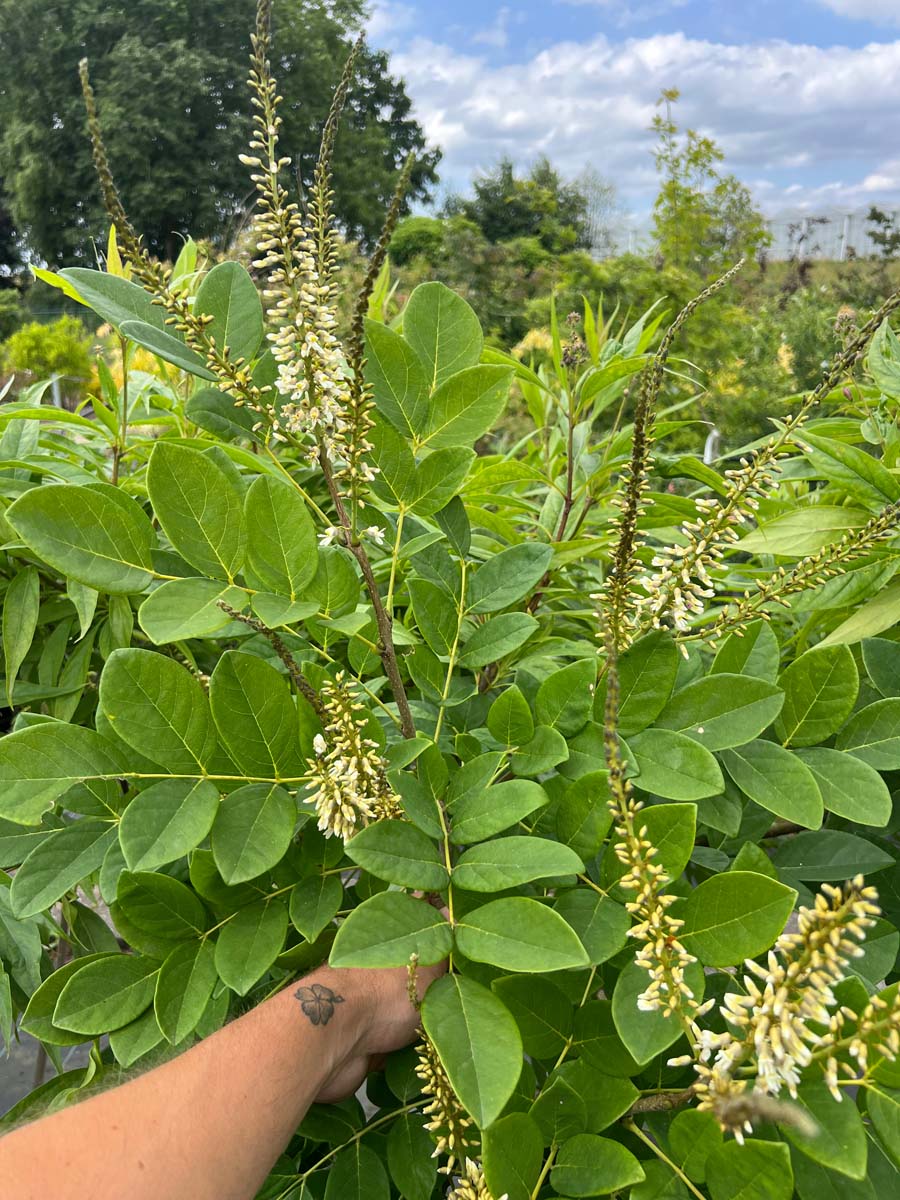 Maackia amurensis Tuinplanten blad