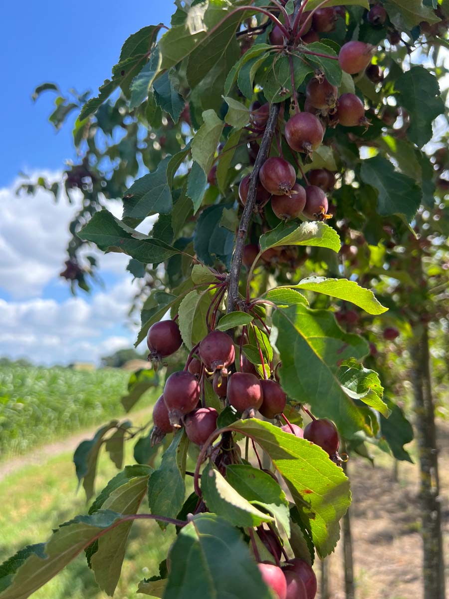 Malus 'D.V.P. Obel' meerstammig / struik vrucht
