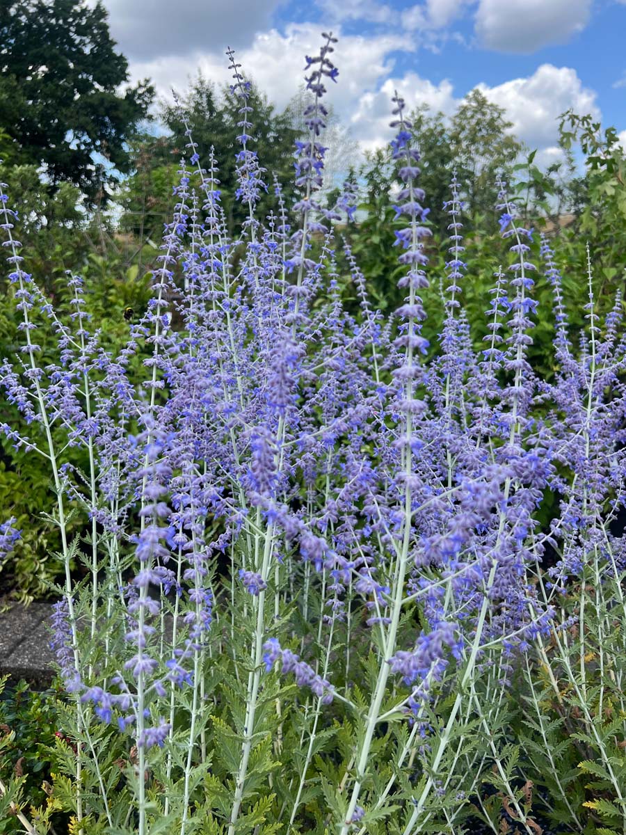 Perovskia 'Blue Spire' meerstammig / struik bloem