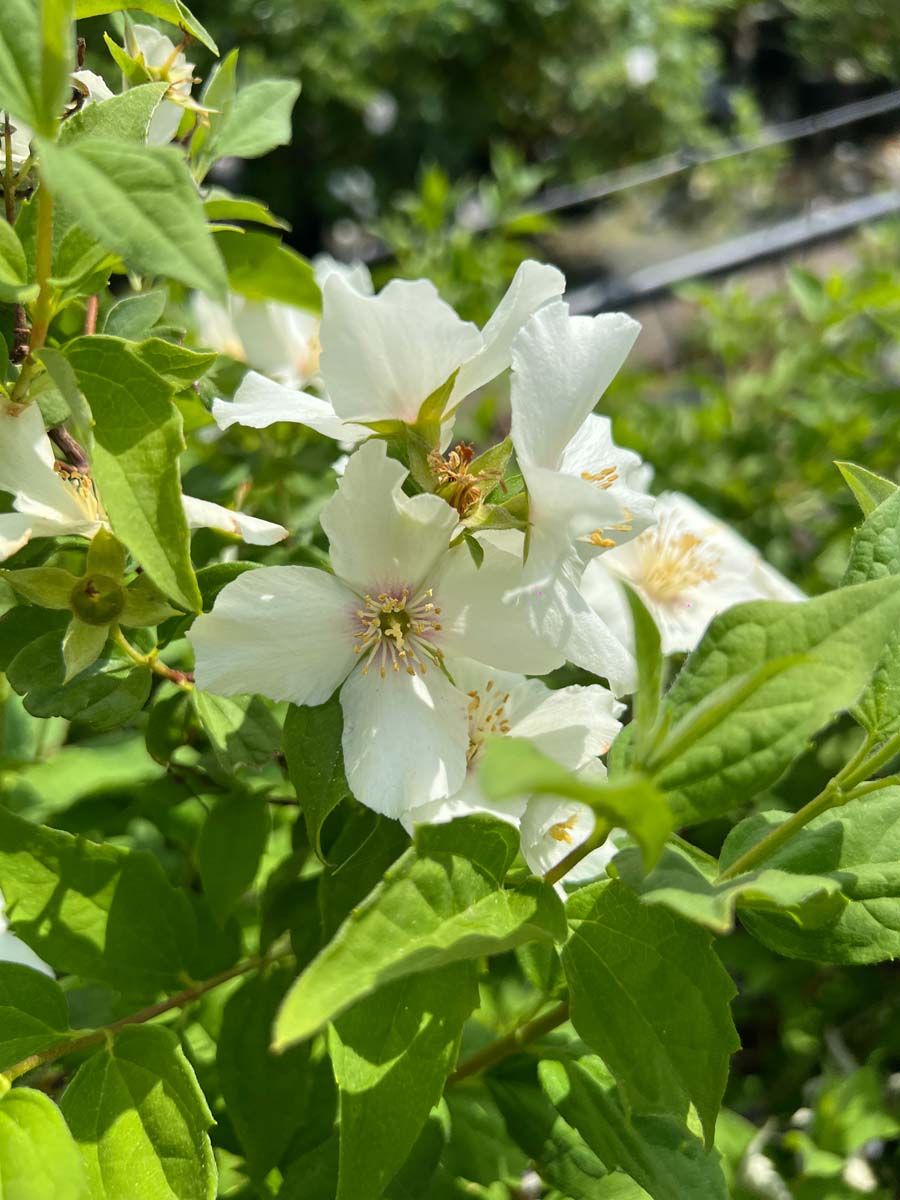Philadelphus 'Belle Etoile' meerstammig / struik bloem