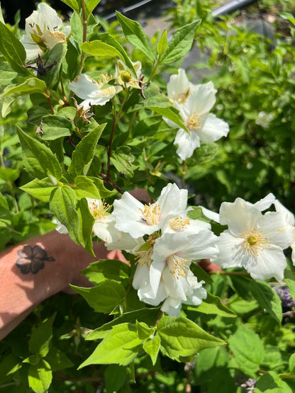 Philadelphus 'Belle Etoile' bloesem