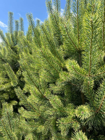 Pinus sylvestris 'Candlelight' naalden