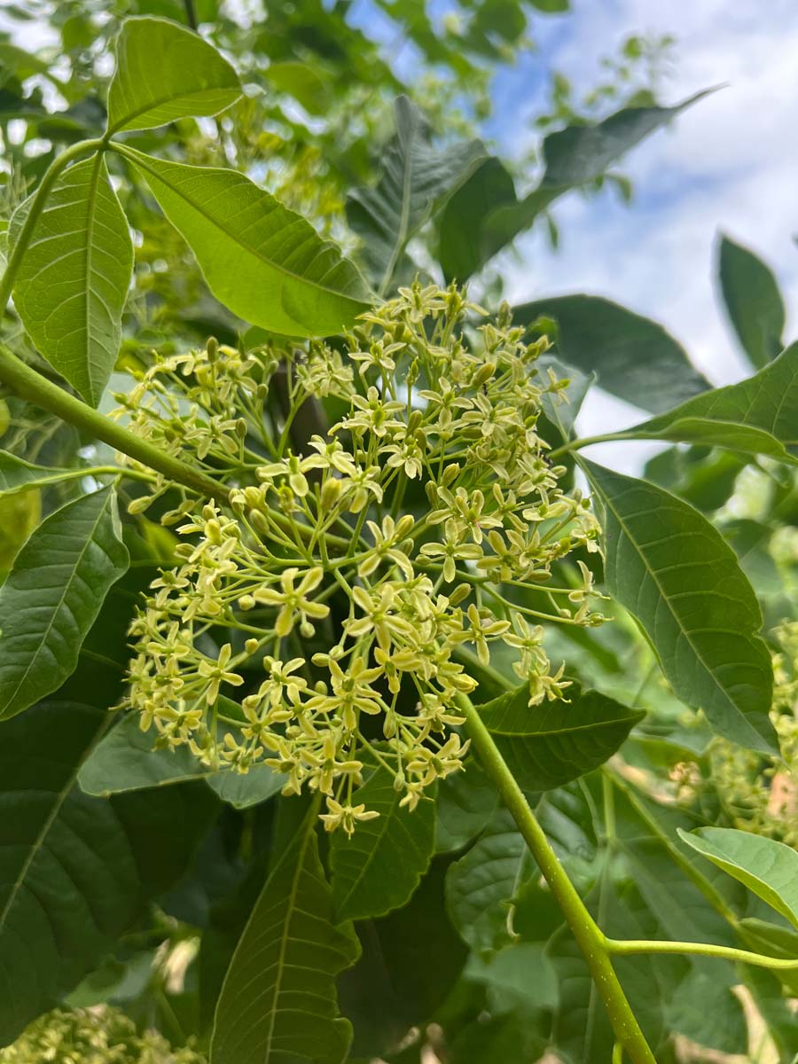 Ptelea trifoliata op stam bloem
