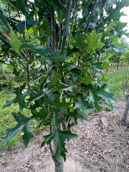 Quercus palustris 'Pringreen' meerstammig / struik blad