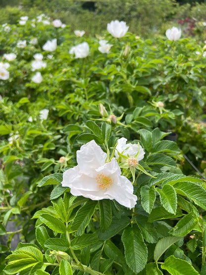 Rosa rugosa 'Alba' meerstammig / struik bloem