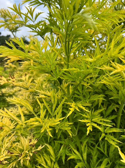 Sambucus nigra 'Jdeboer001' haagplant blad