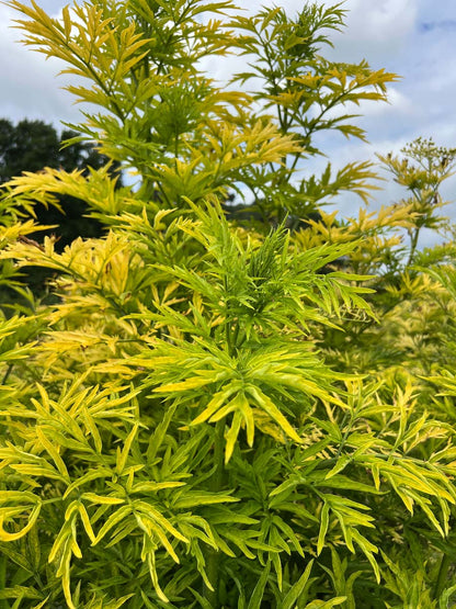 Sambucus nigra 'Jdeboer001' Tuinplanten blad