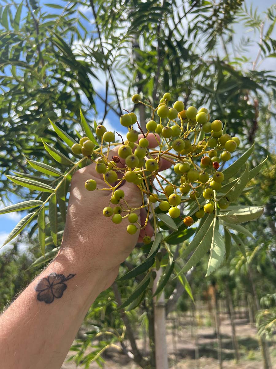 Sorbus commixta meerstammig / struik bes