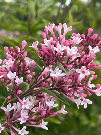 Syringa microphylla 'Superba' solitair bloem