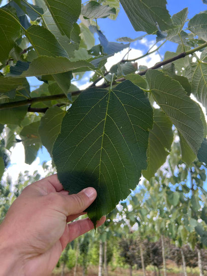 Tilia americana 'Neglect' Tuinplanten blad