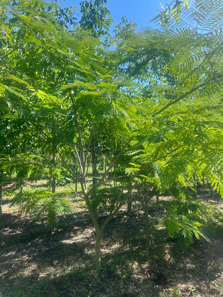 Albizia julibrissin solitair solitair
