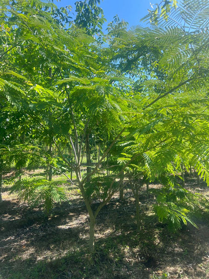 Albizia julibrissin solitair solitair
