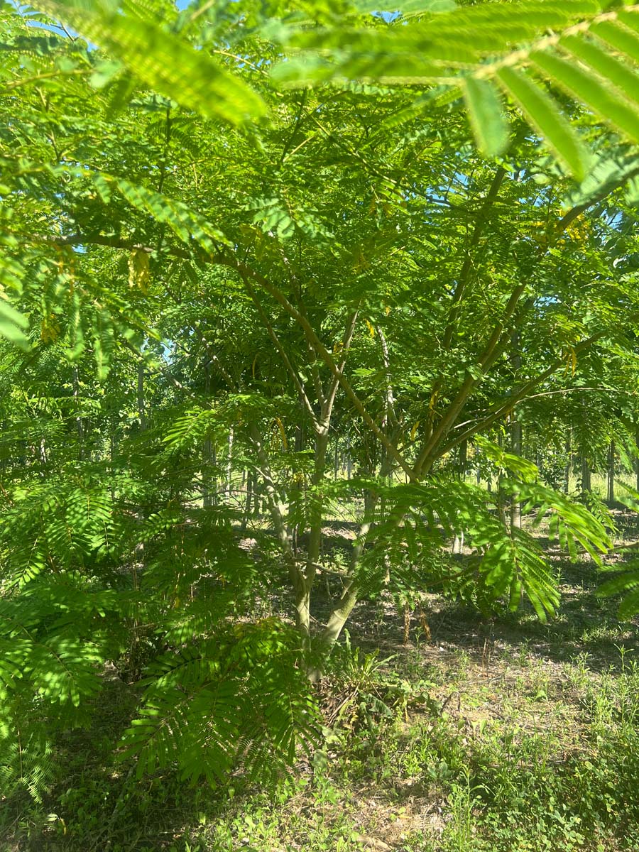 Albizia julibrissin solitair solitair