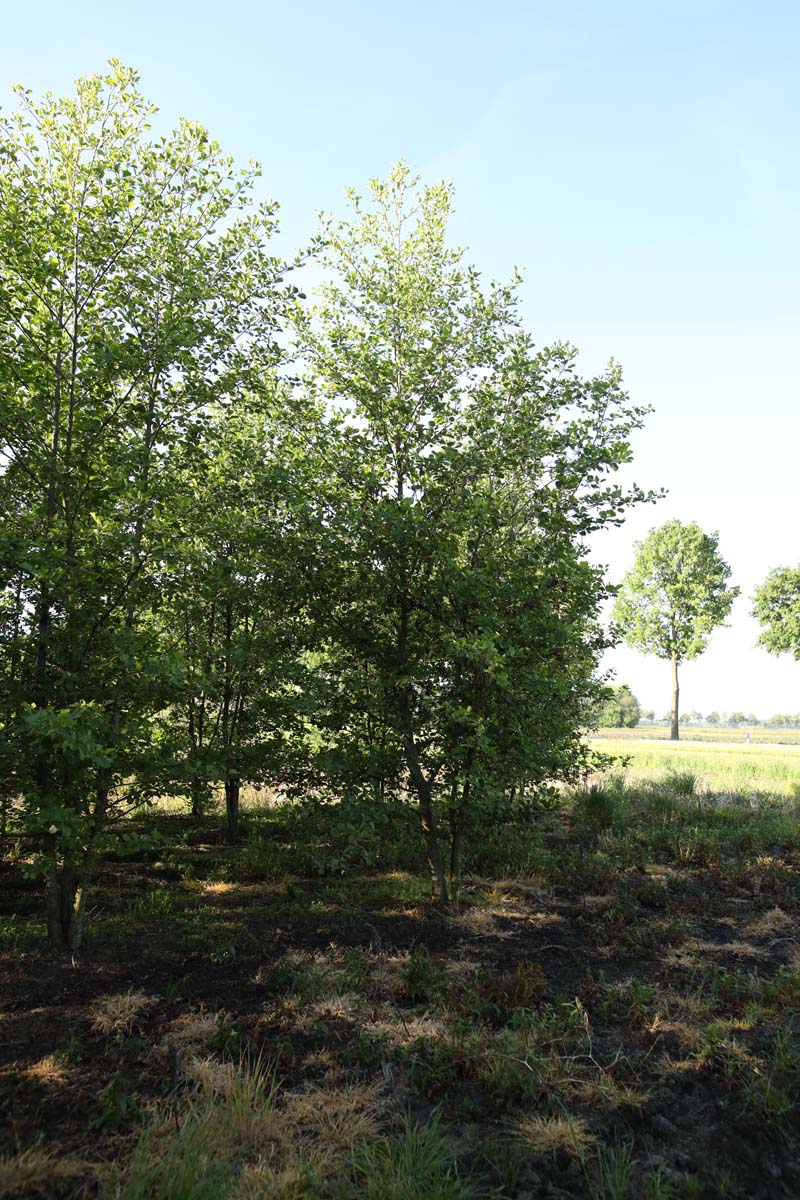 Alnus glutinosa meerstammig / struik meerstammig