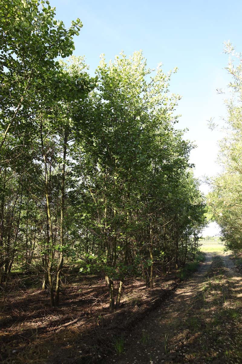 Alnus glutinosa meerstammig / struik meerstammig