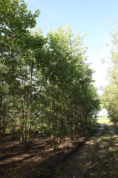 Alnus glutinosa meerstammig / struik meerstammig