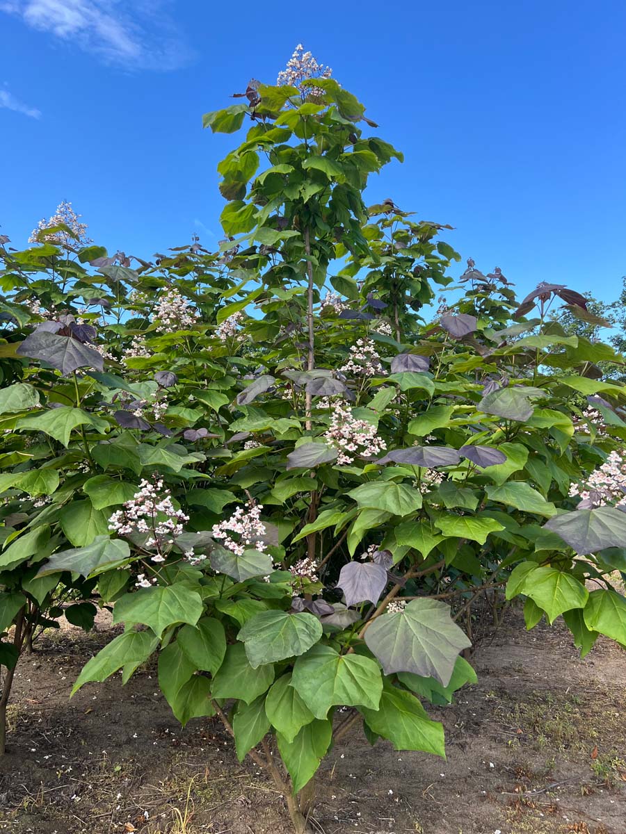 Catalpa erubescens 'Purpurea' solitair solitair