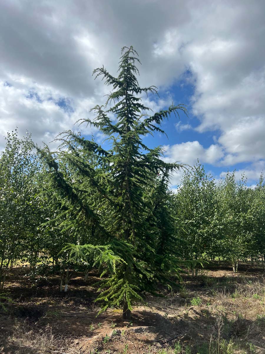 Cedrus libani solitair solitair