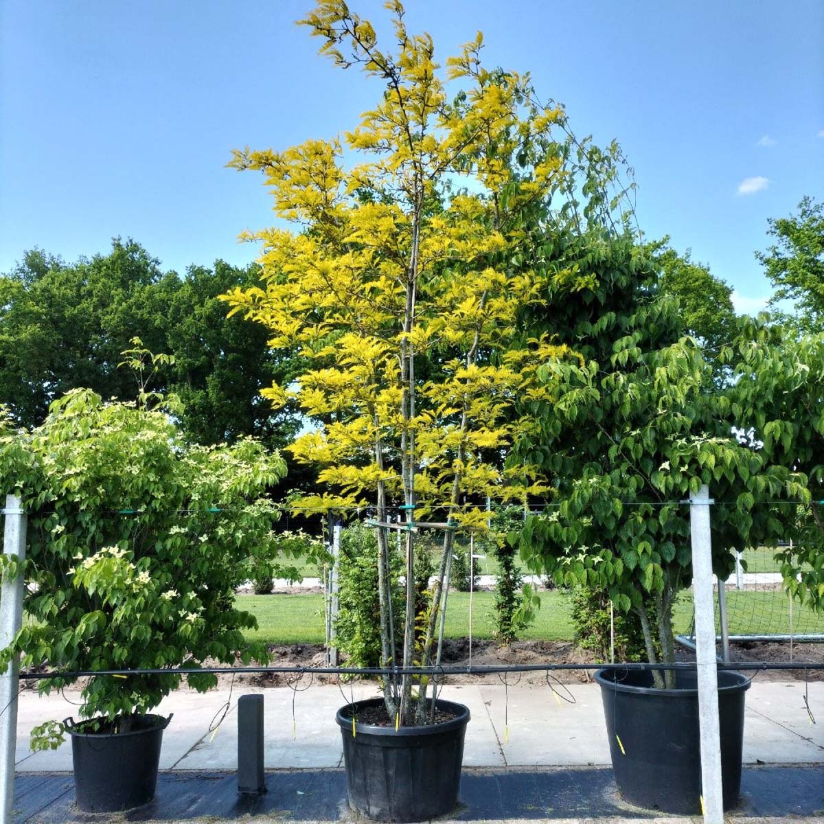 Gleditsia triacanthos 'Sunburst' meerstammig / struik meerstammig