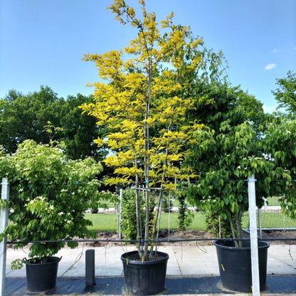Gleditsia triacanthos 'Sunburst' meerstammig / struik meerstammig