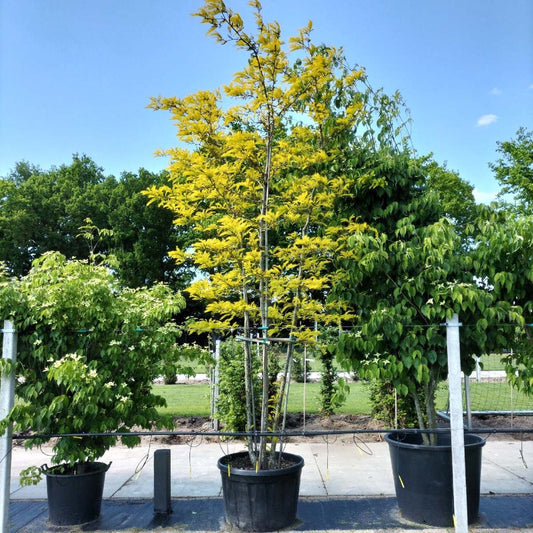 Gleditsia triacanthos 'Sunburst' meerstammig / struik meerstammig