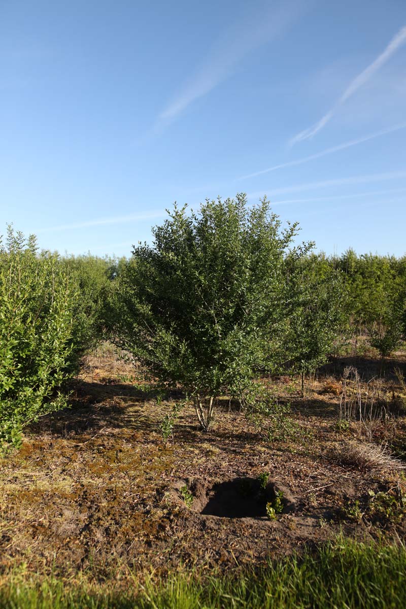Ligustrum vulgare 'Atrovirens' meerstammig / struik struik