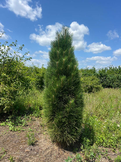 Pinus nigra 'Green Tower' solitair