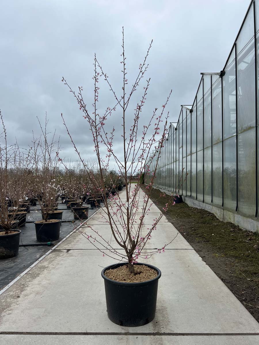 Prunus 'Okame' Tuinplanten tuinplanten