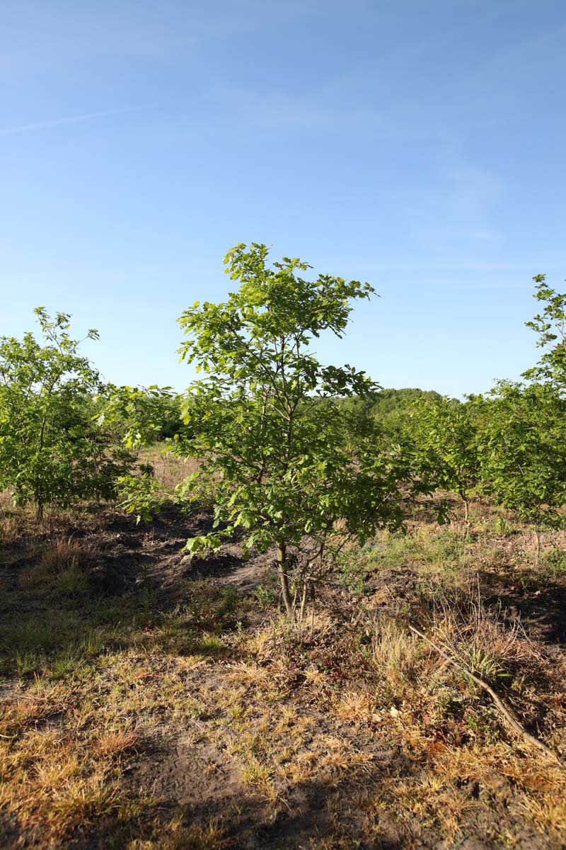 Quercus petraea meerstammig / struik meerstammig