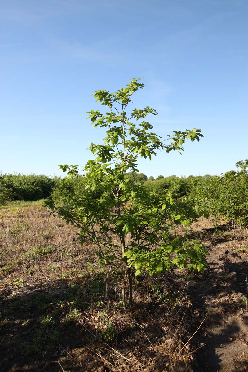 Quercus petraea meerstammig / struik meerstammig