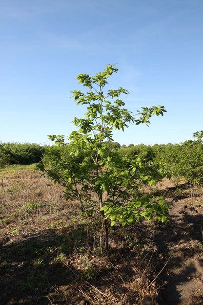 Quercus petraea meerstammig / struik meerstammig