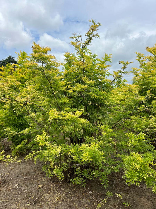 Sambucus nigra 'Jdeboer001' meerstammig / struik struik