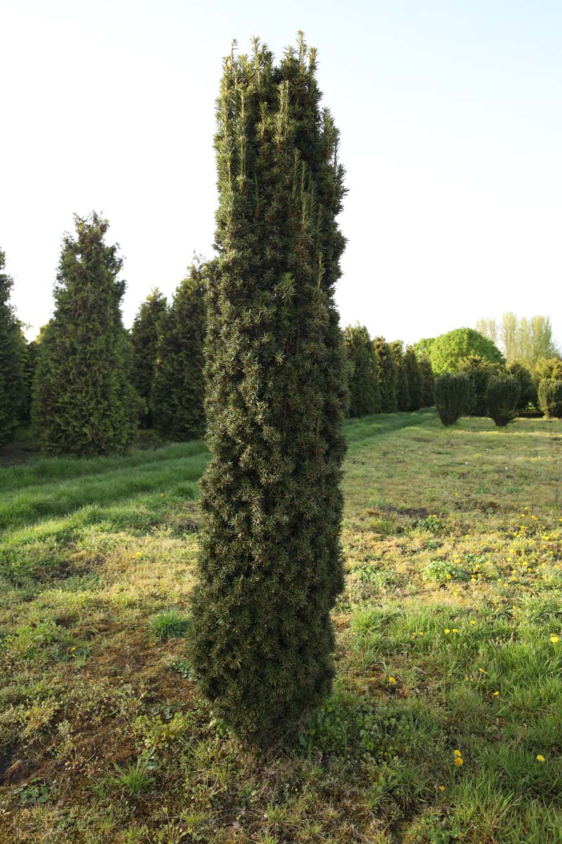 Taxus baccata 'Fastigiata' solitair solitair