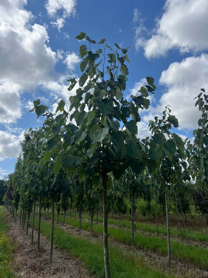 Tilia americana 'Neglect' op stam op stam