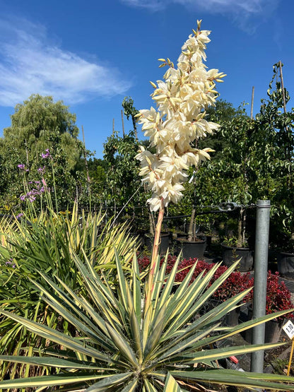 Yucca filamentosa 'Color Guard' Tuinplanten tuinplanten