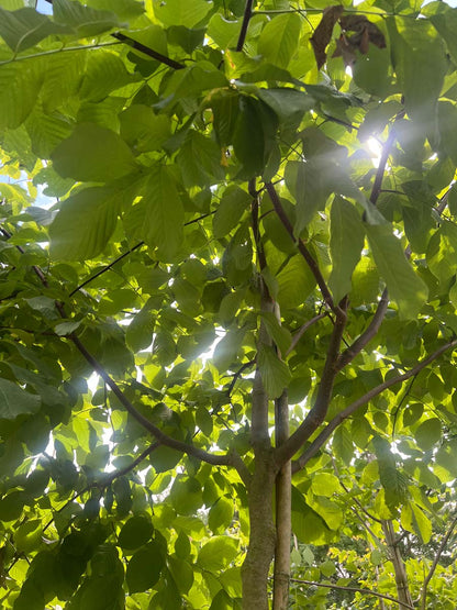 Cladrastis kentukea haagplant kroon