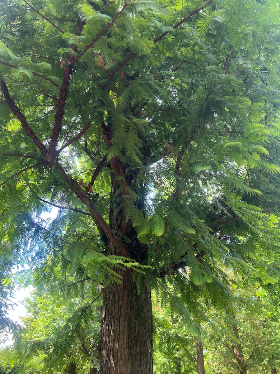 Metasequoia glyptostroboides op stam kroon