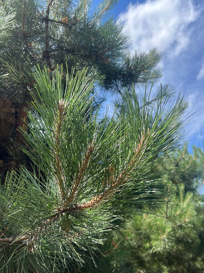 Pinus nigra Tuinplanten naald