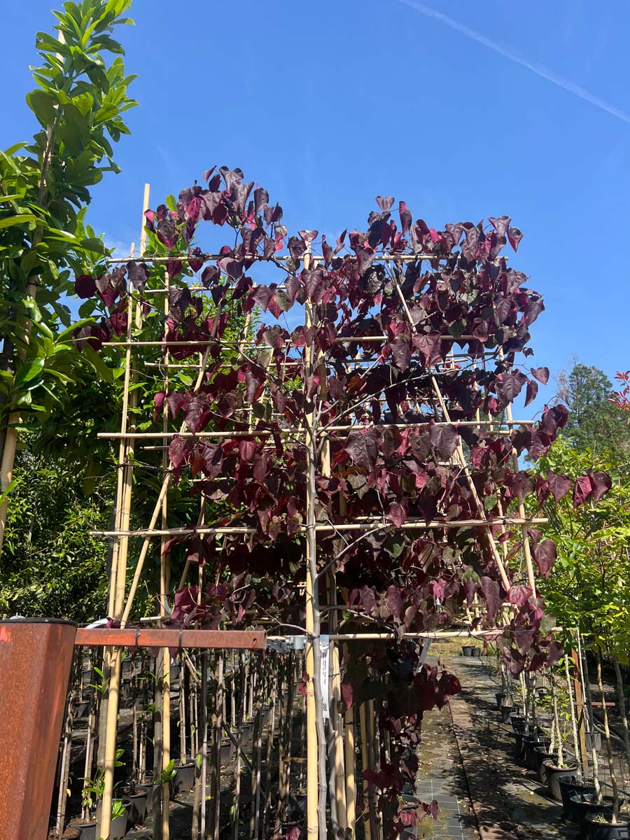 Cercis canadensis 'Forest Pansy' leiboom leiboom