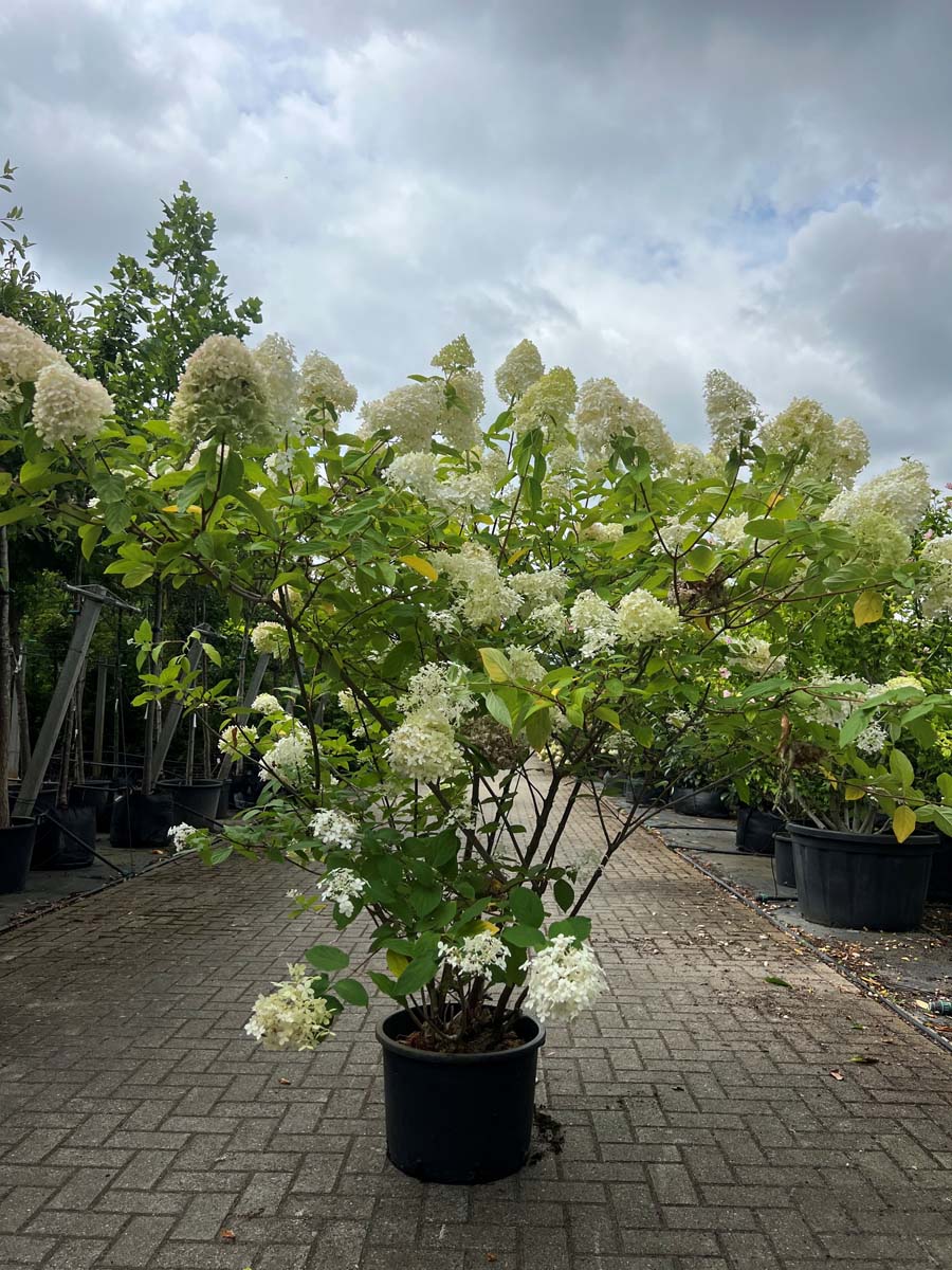 Hydrangea paniculata meerstammig / struik struik