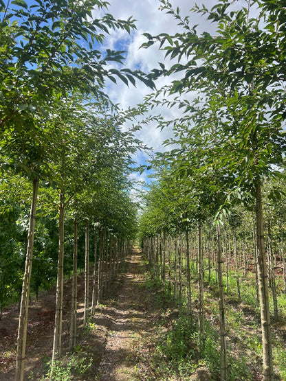 Prunus 'Mieke' op stam op stam